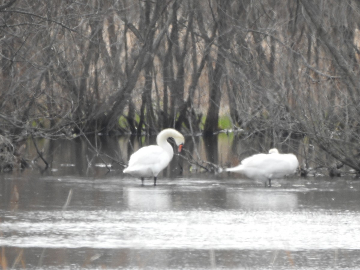 Mute Swan - ML616337718