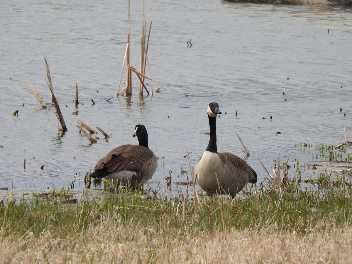 Canada Goose - ML616337727