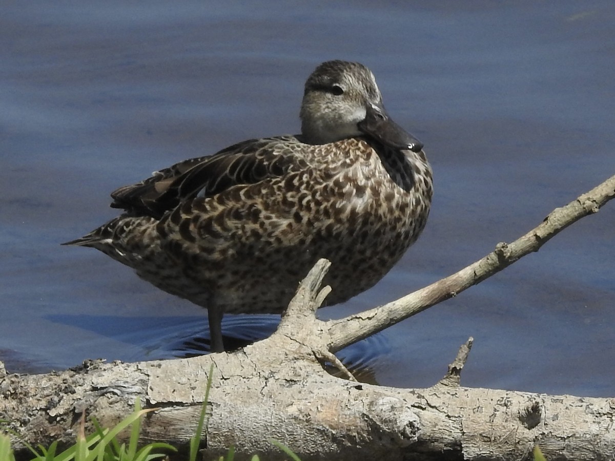 Blue-winged Teal - ML616337731