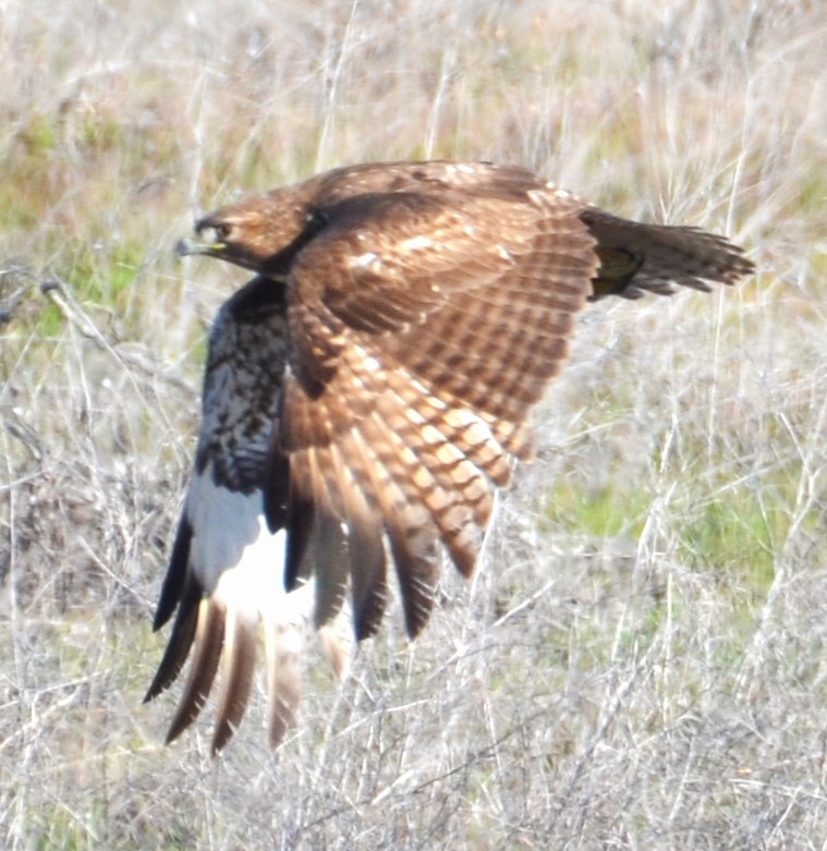 Red-tailed Hawk - ML616337737