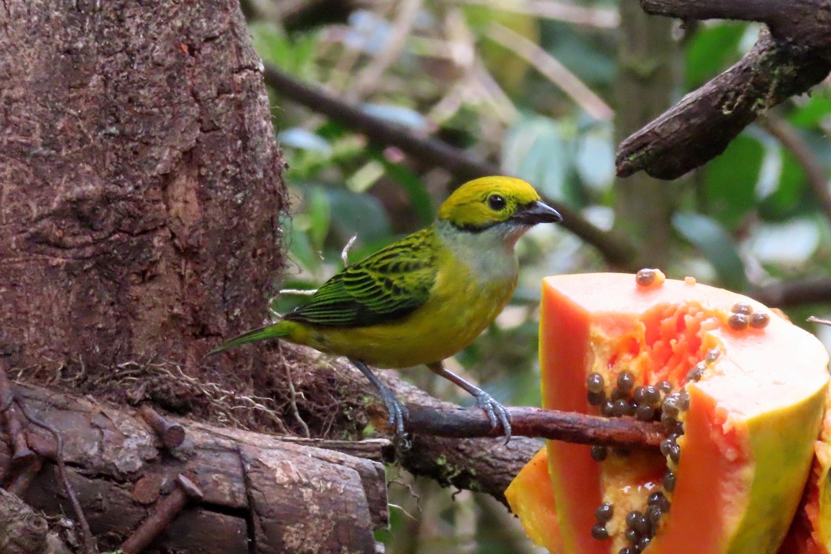 Silver-throated Tanager - ML616337746