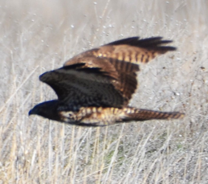 Red-tailed Hawk - ML616337759
