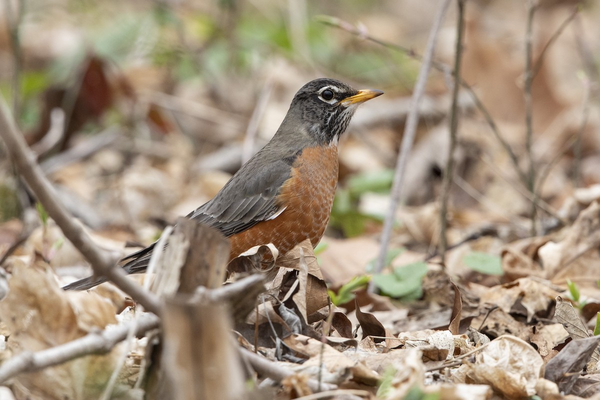 American Robin - John Troth