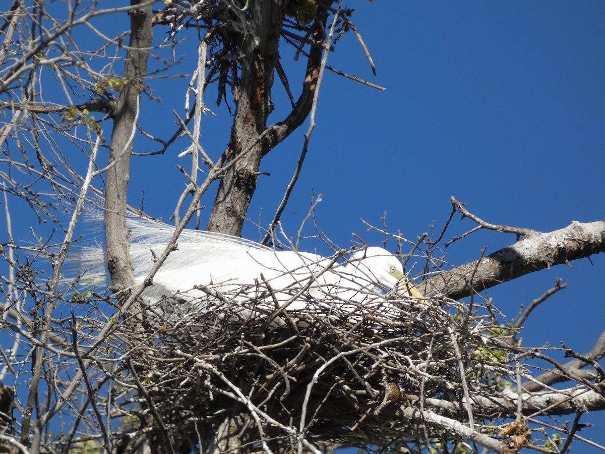 Great Egret - Cara Barnhill