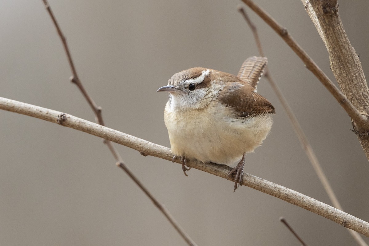 Carolina Wren - ML616337859