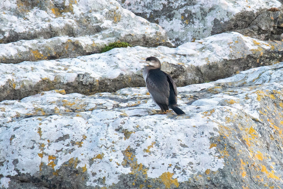 Spotted Shag - ML616337876