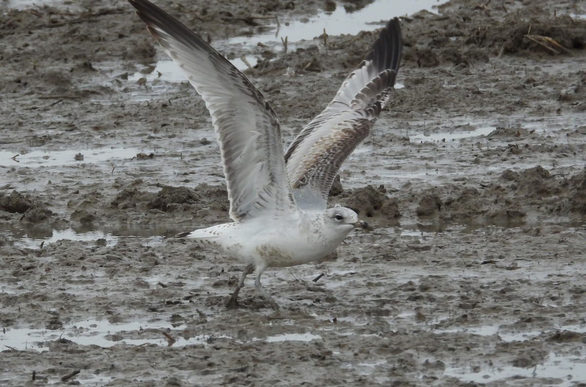 Ring-billed Gull - Martín  Rey Pellitero