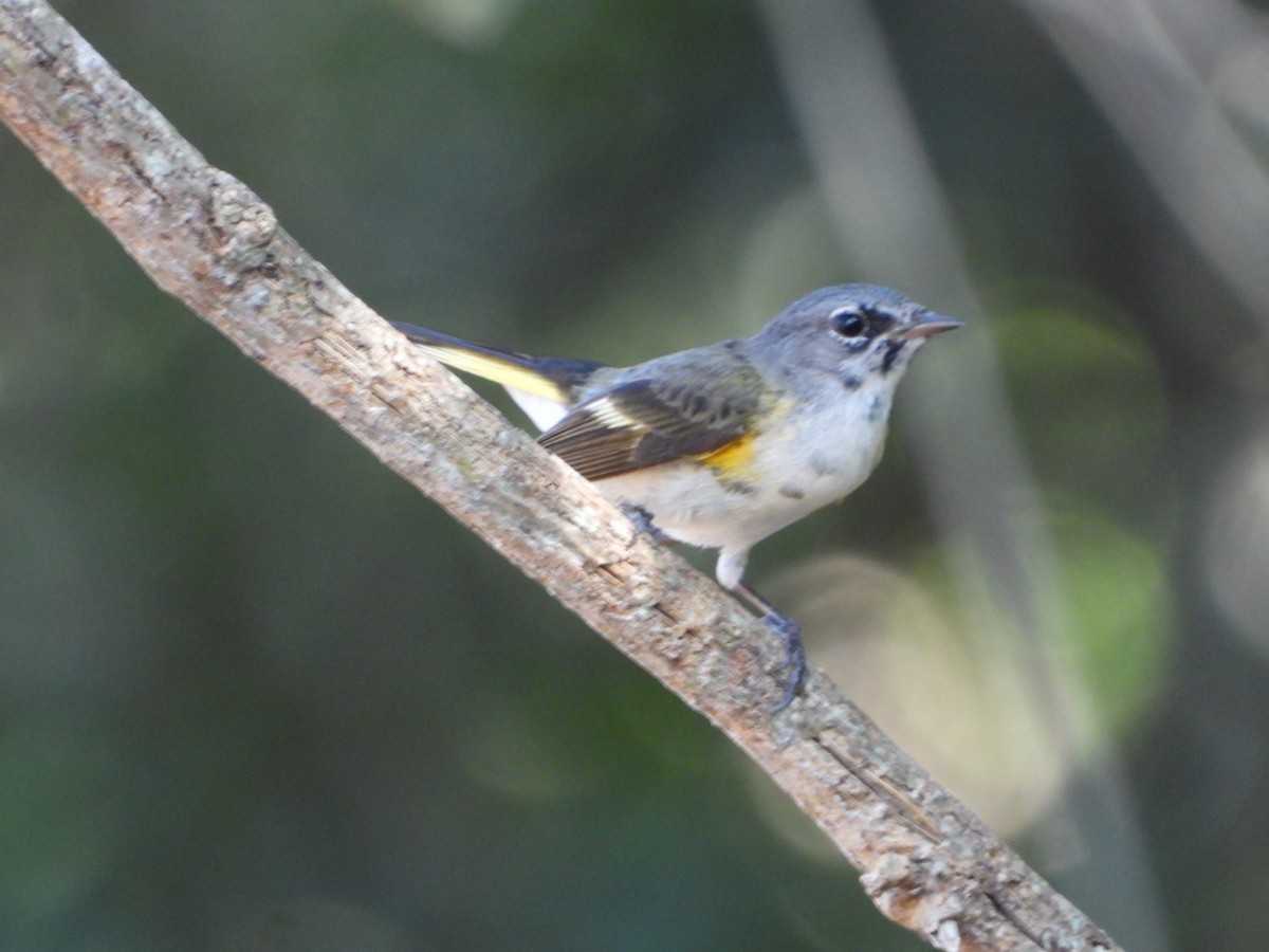 American Redstart - ML616337896