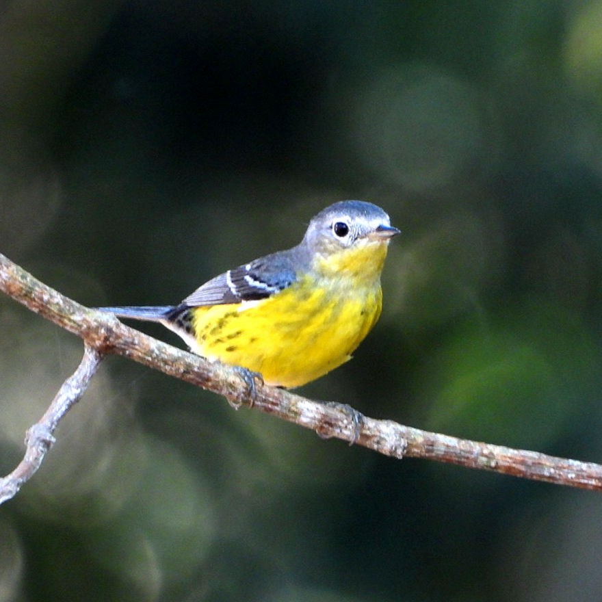 Magnolia Warbler - ML616337913