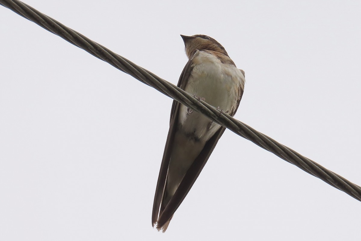 Barn Swallow - ML616337930