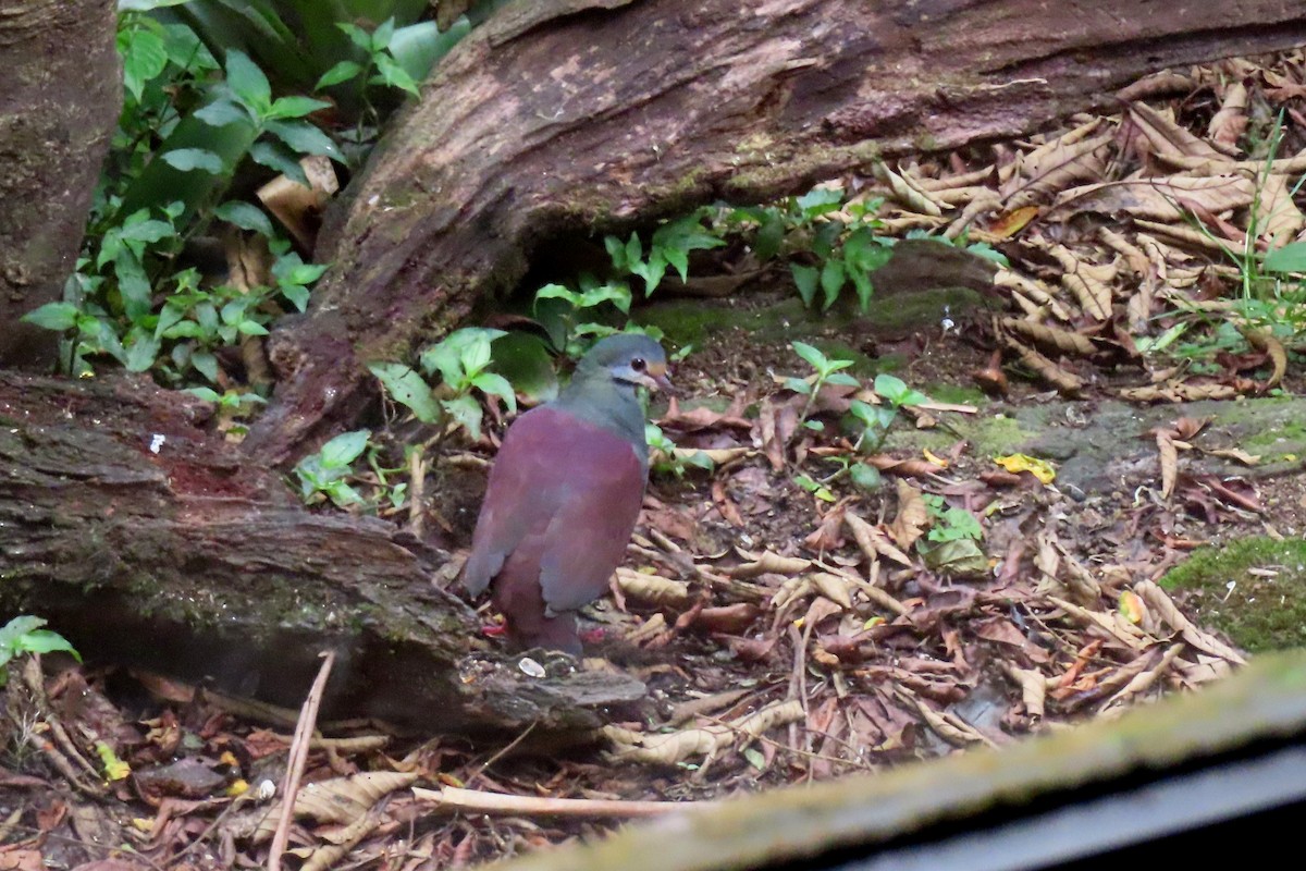 Buff-fronted Quail-Dove - ML616337936