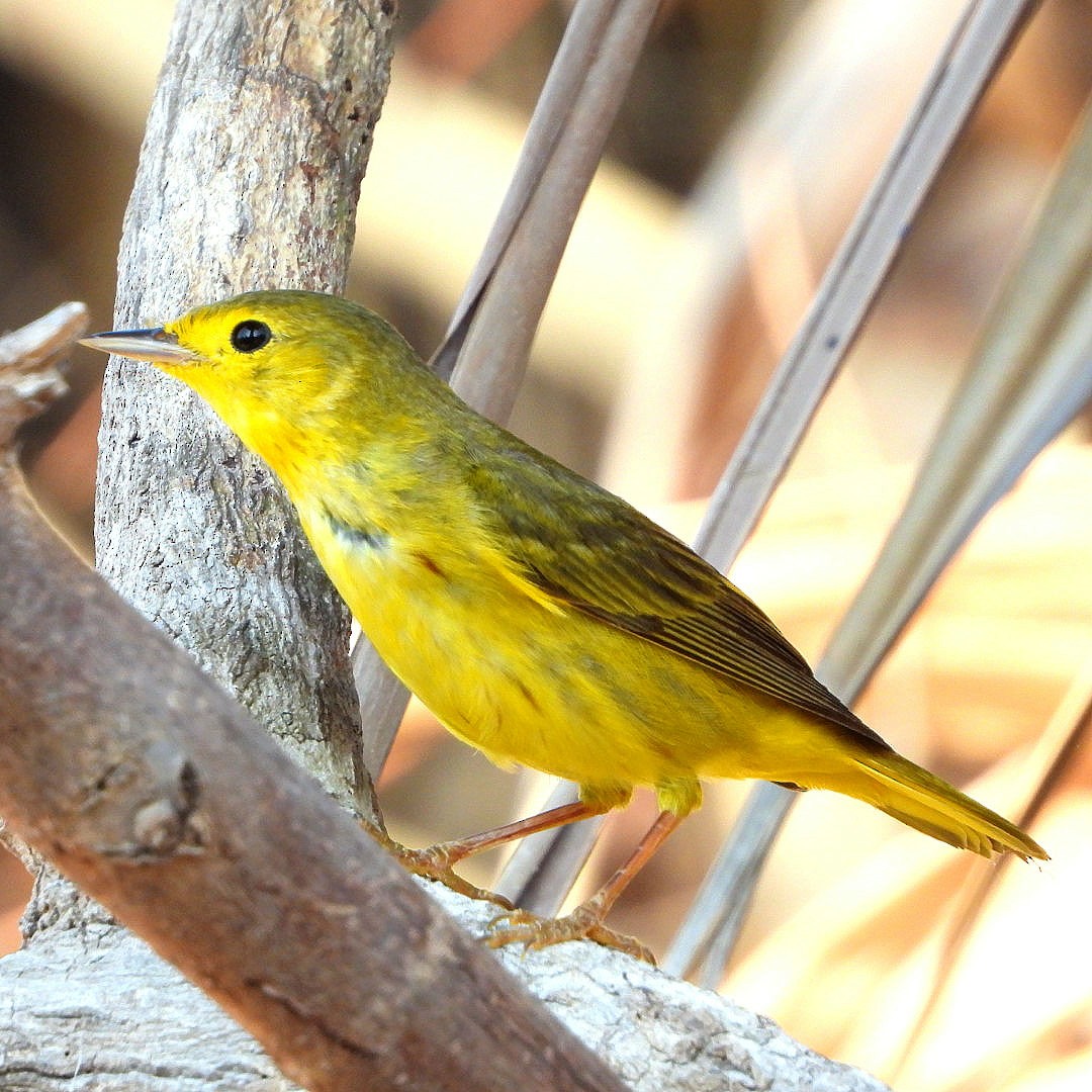 Yellow Warbler - ML616337958