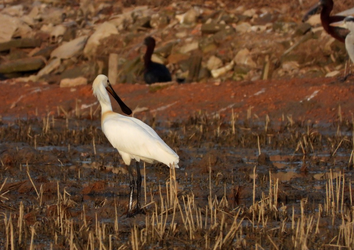 Eurasian Spoonbill - ML616337965