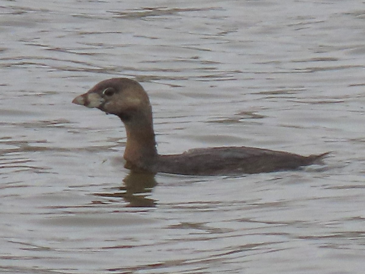 Pied-billed Grebe - Joan Mashburn