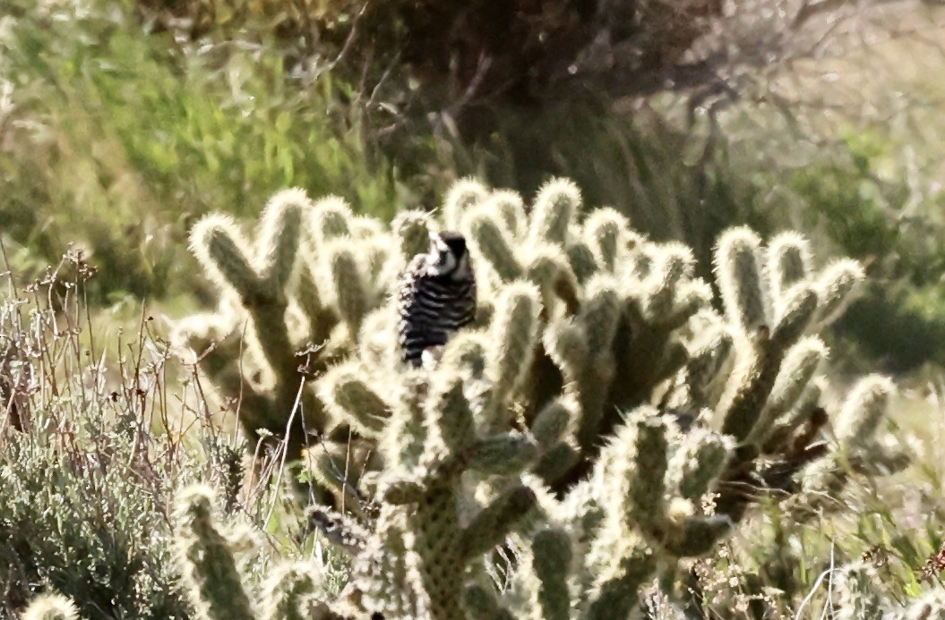 Nuttall's/Ladder-backed Woodpecker - ML616338021