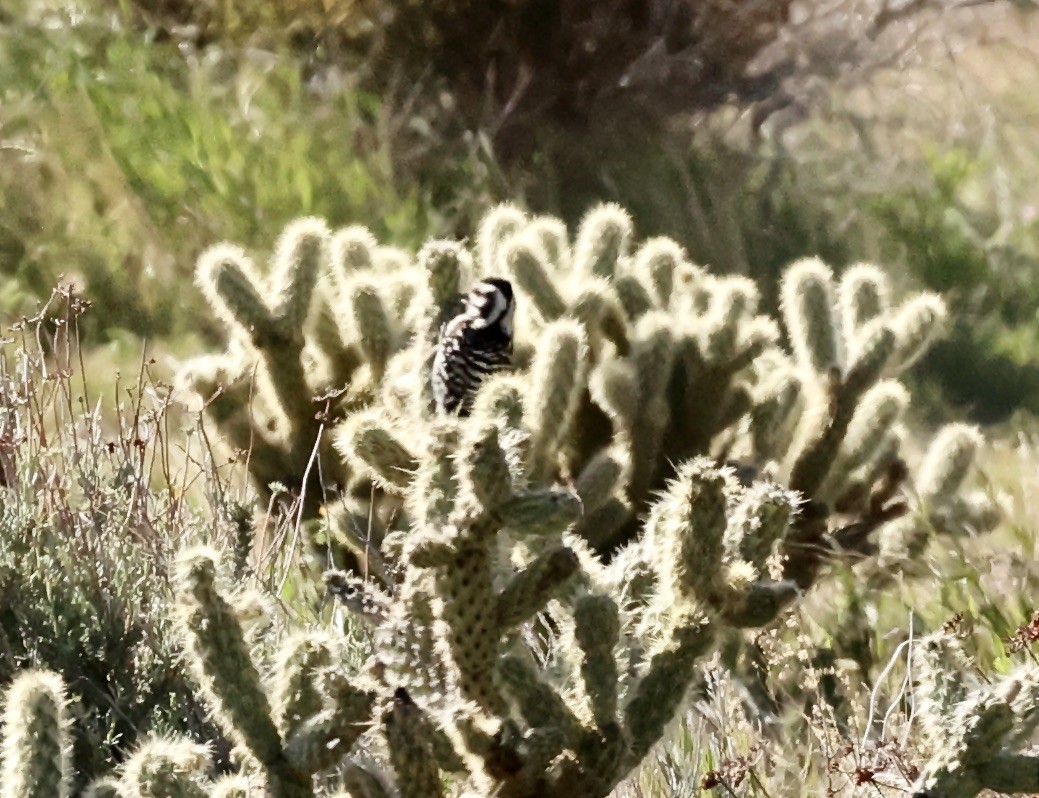 Nuttall's/Ladder-backed Woodpecker - ML616338022