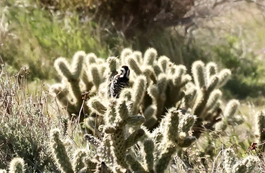 Nuttall's/Ladder-backed Woodpecker - ML616338025