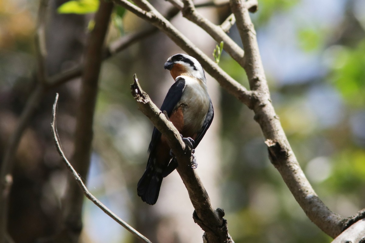 Collared Falconet - ML616338026