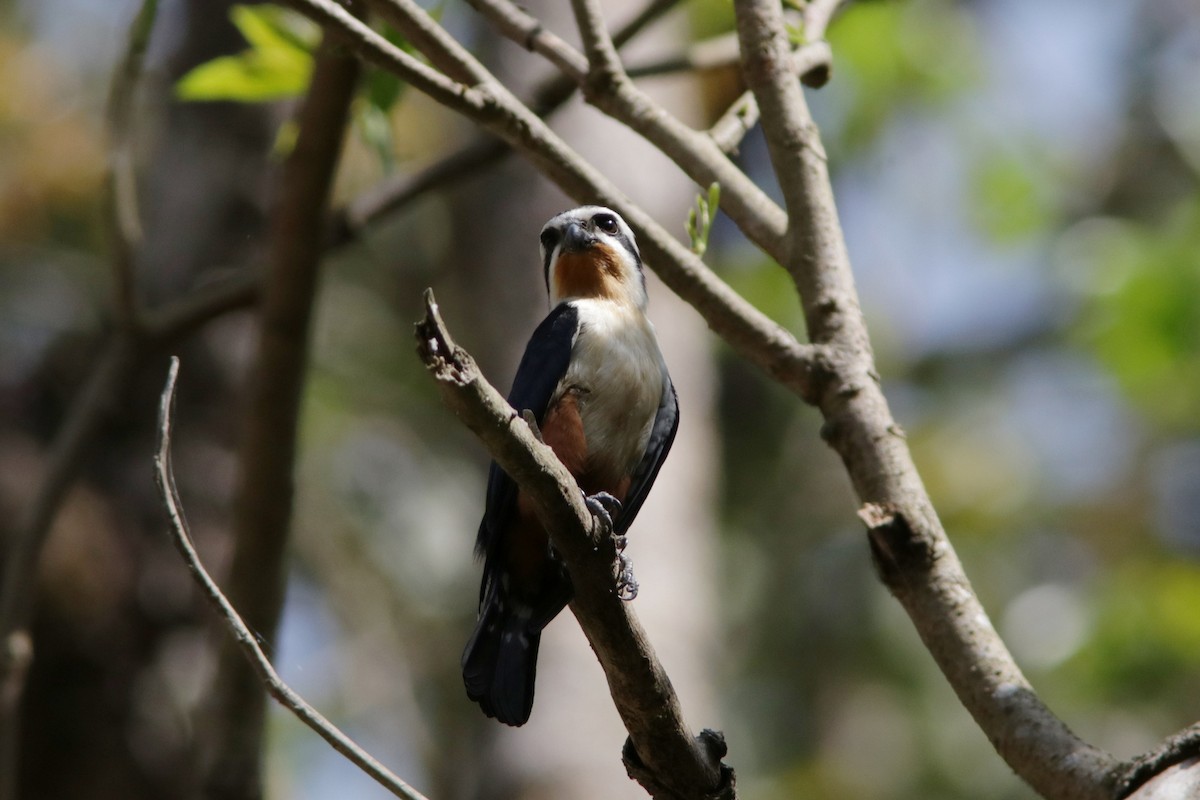 Collared Falconet - ML616338027