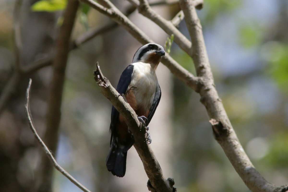 Collared Falconet - ML616338028