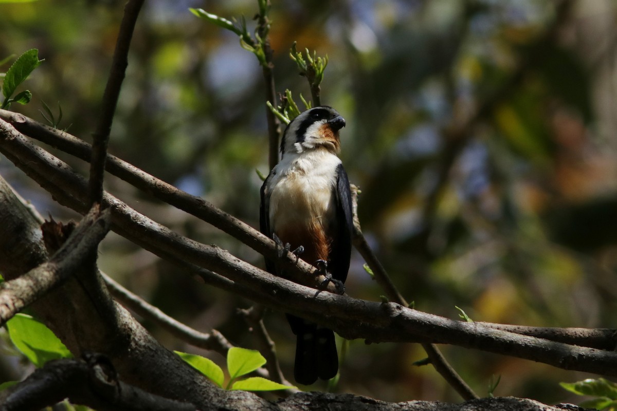 Collared Falconet - ML616338029