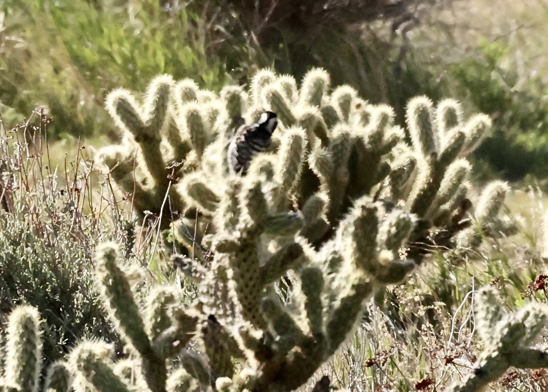 Nuttall's/Ladder-backed Woodpecker - ML616338031