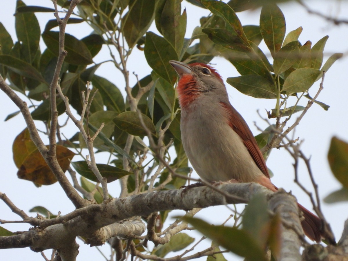 Piranga Yucateca - ML616338035