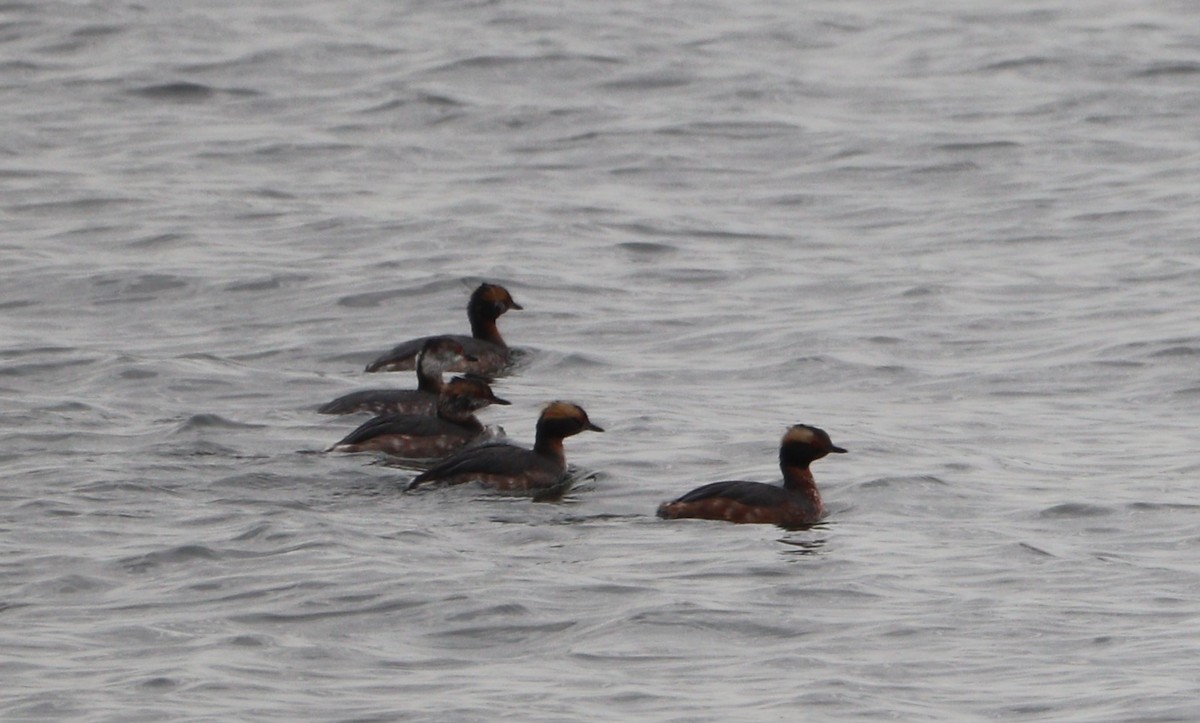 Horned Grebe - ML616338044