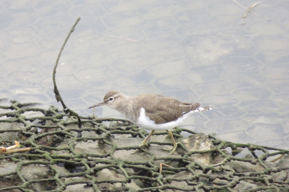 Common Sandpiper - ML616338055