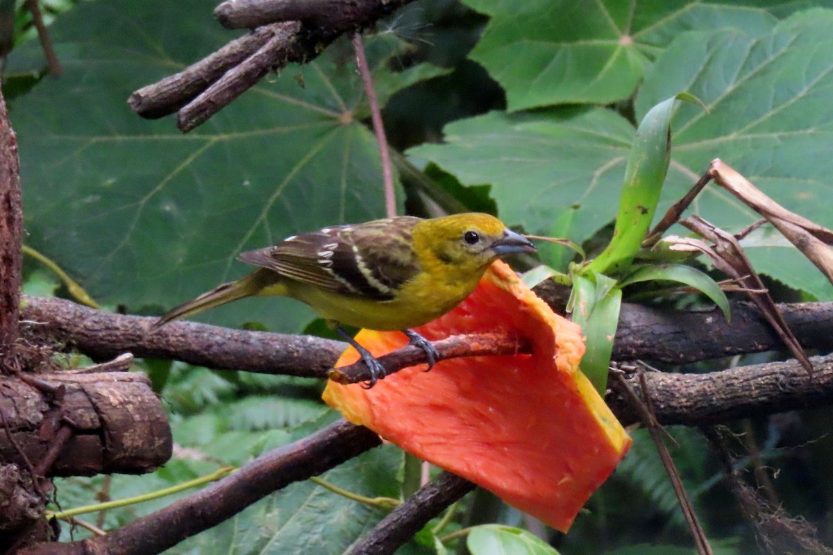 Flame-colored Tanager - ML616338068