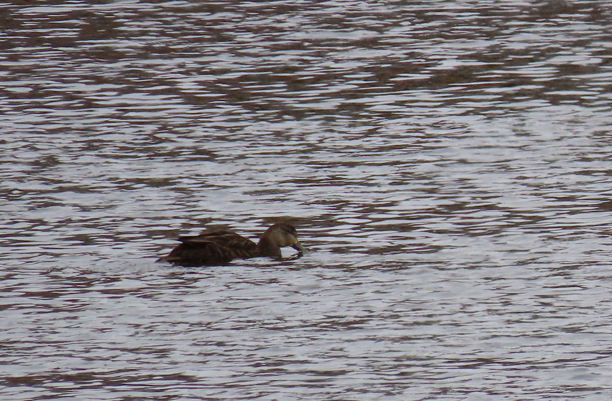 American Black Duck - ML616338071