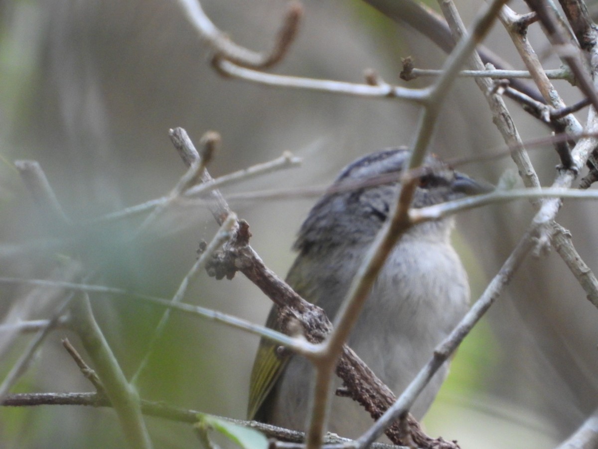 Green-backed Sparrow - ML616338077