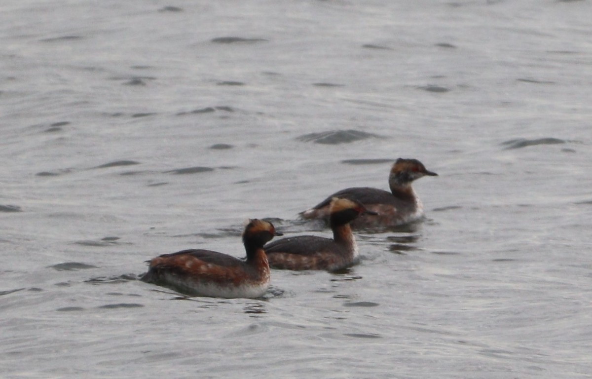 Horned Grebe - ML616338079