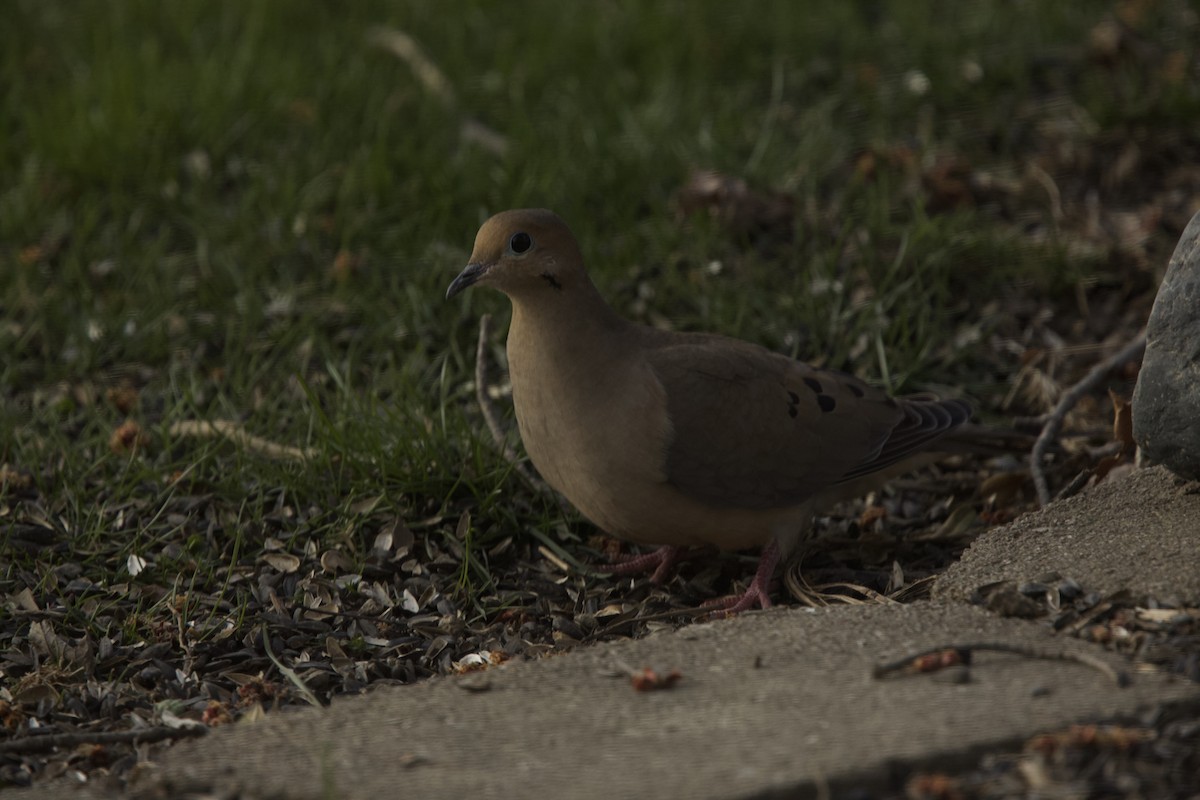 Mourning Dove - ML616338085