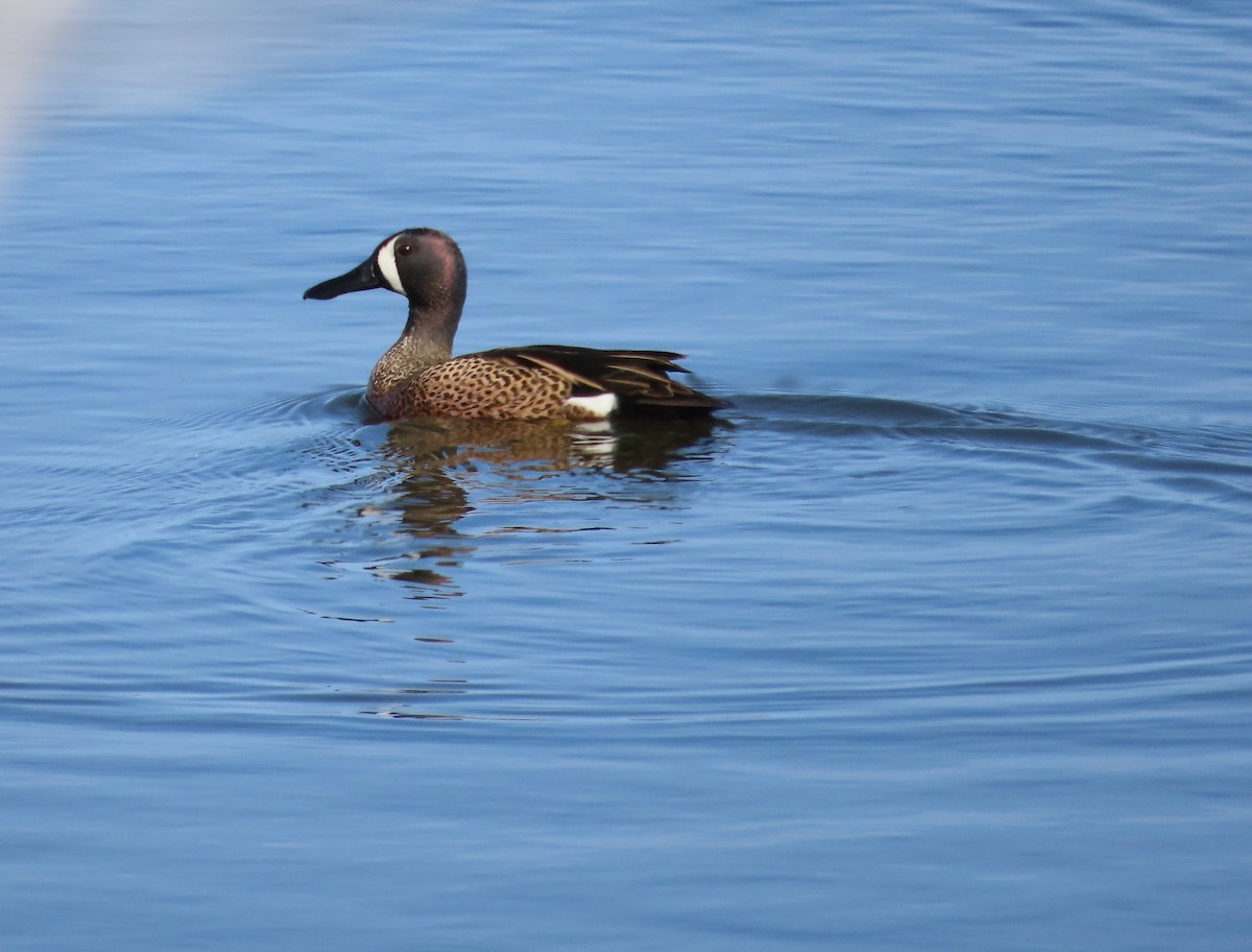 Blue-winged Teal - ML616338123