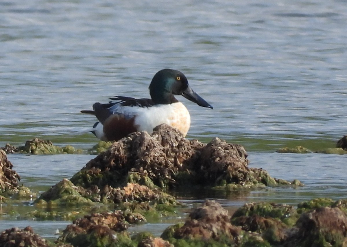 Northern Shoveler - Peter Davey