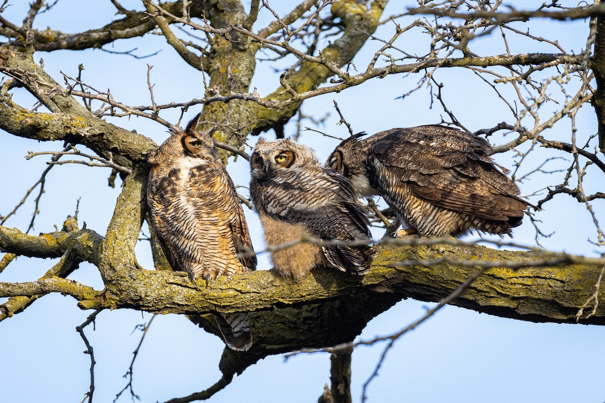 Great Horned Owl - Russ Smith