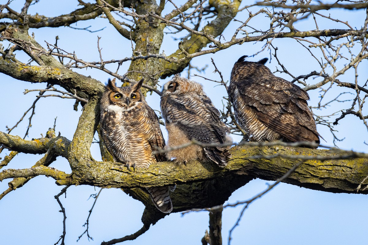 Great Horned Owl - ML616338178