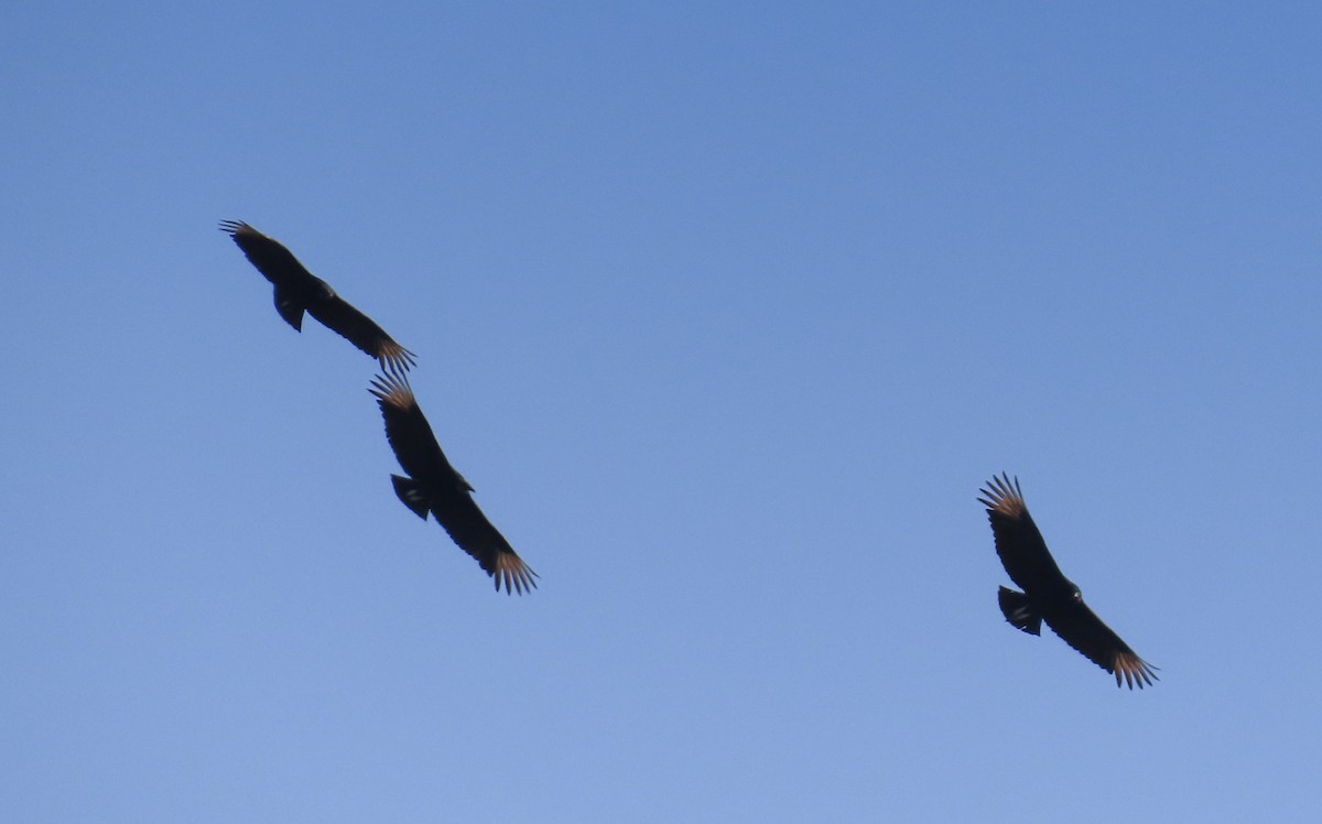 Black Vulture - Linda Eyster