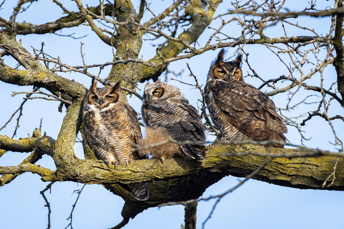 Great Horned Owl - ML616338195