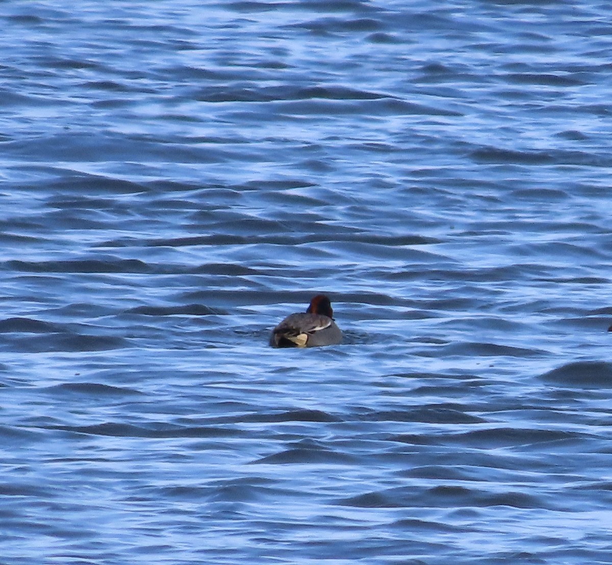 Green-winged Teal (Eurasian) - Trish Pastuszak