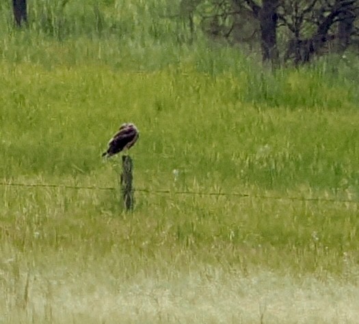 Whistling Kite - ML616338214