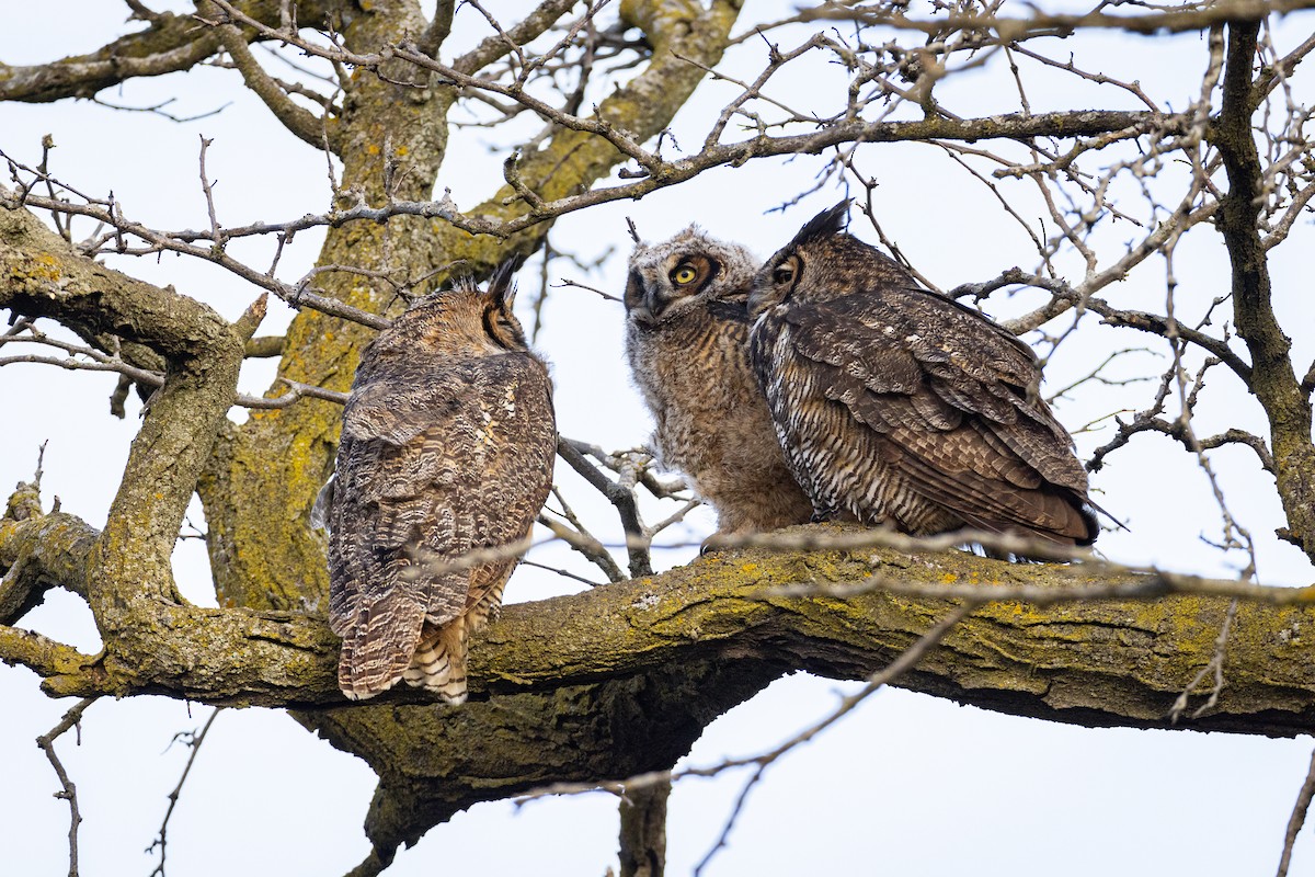 Great Horned Owl - ML616338252