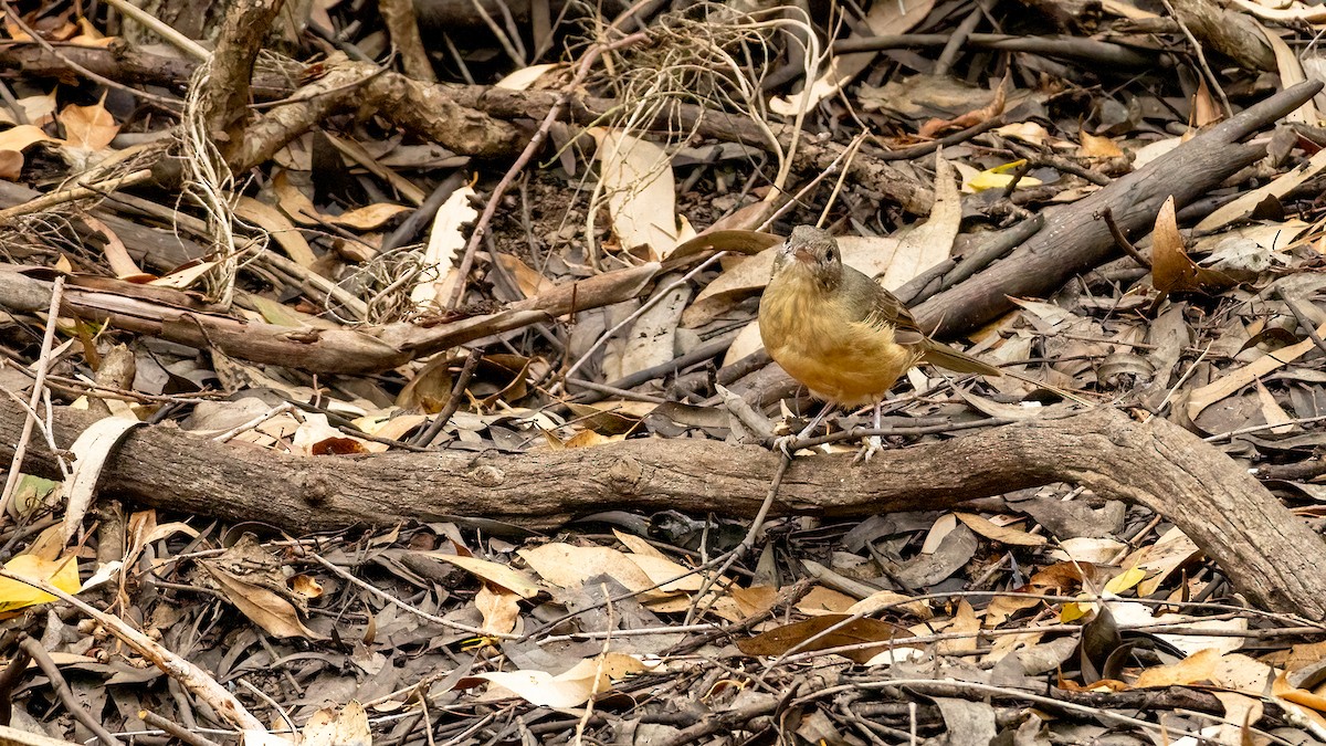 Rufous Shrikethrush - ML616338269