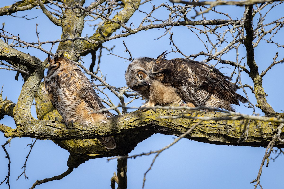 Great Horned Owl - ML616338283