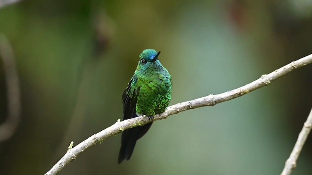 Sapphire-vented Puffleg - ML616338317