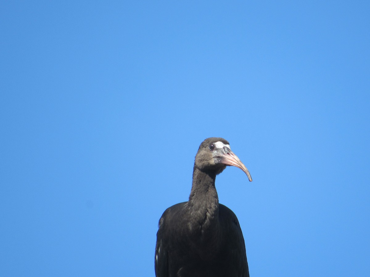 Bare-faced Ibis - ML616338360