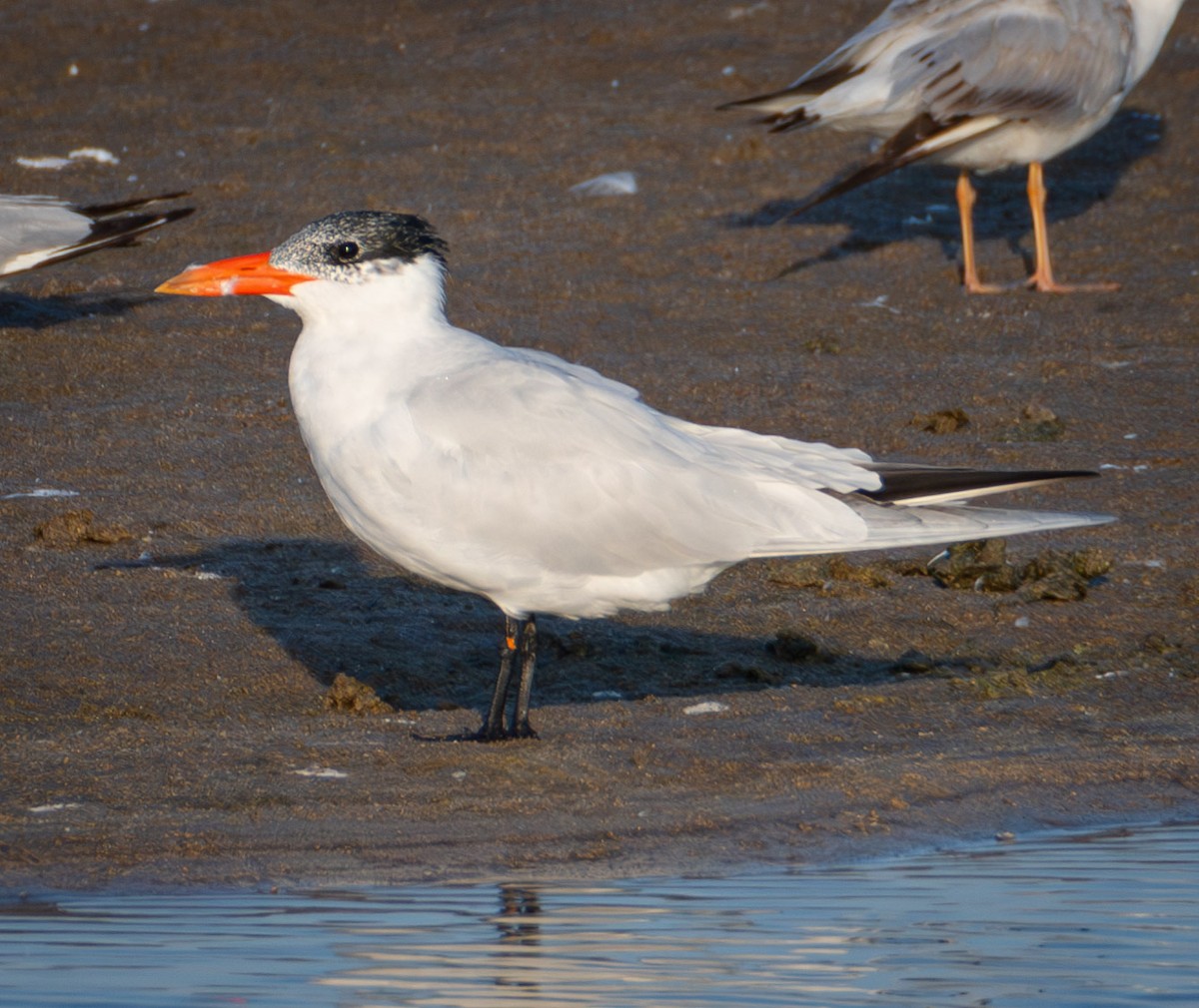 Caspian Tern - ML616338381