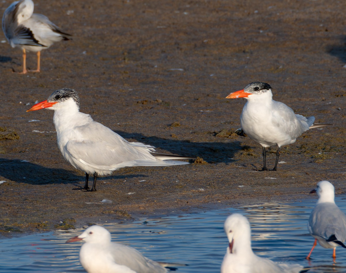 Caspian Tern - ML616338382