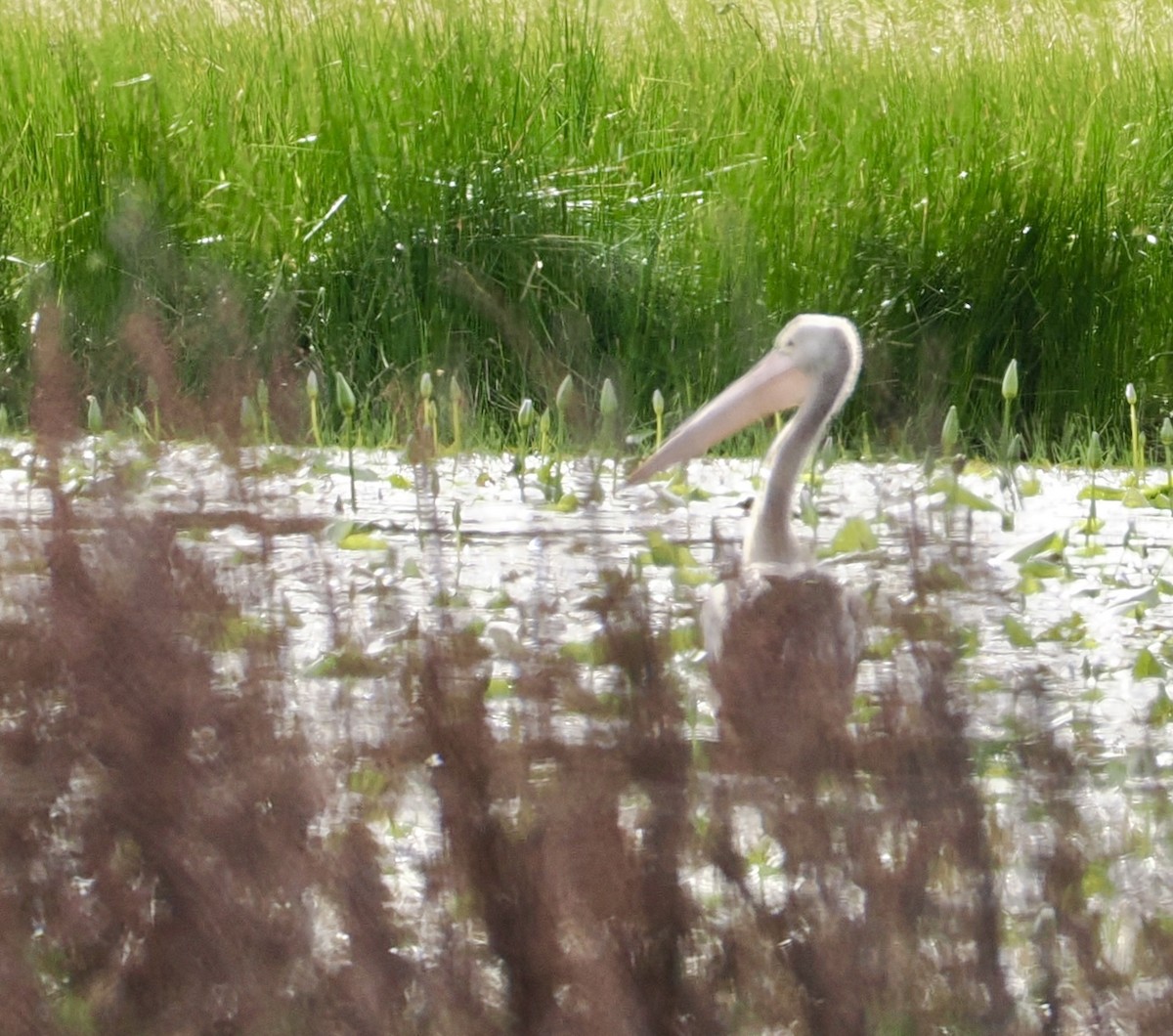 Australian Pelican - ML616338389